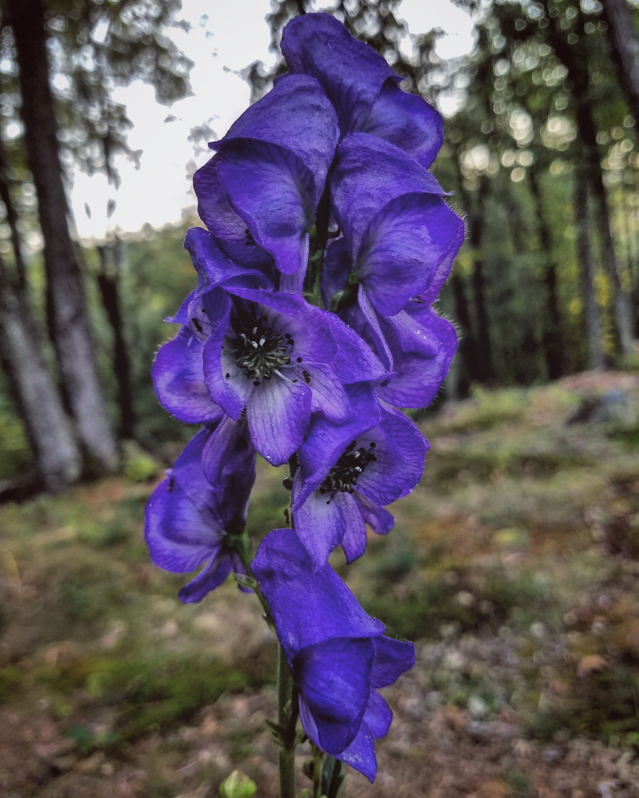 Wolfsbane Legality: Understanding Regulations and Restrictions