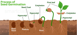 Seed Germination and Growth: Creating the Ideal Environment for Success