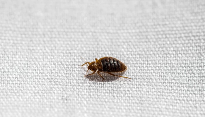 Bed Bug Migration: How These Pests Travel Between Apartments