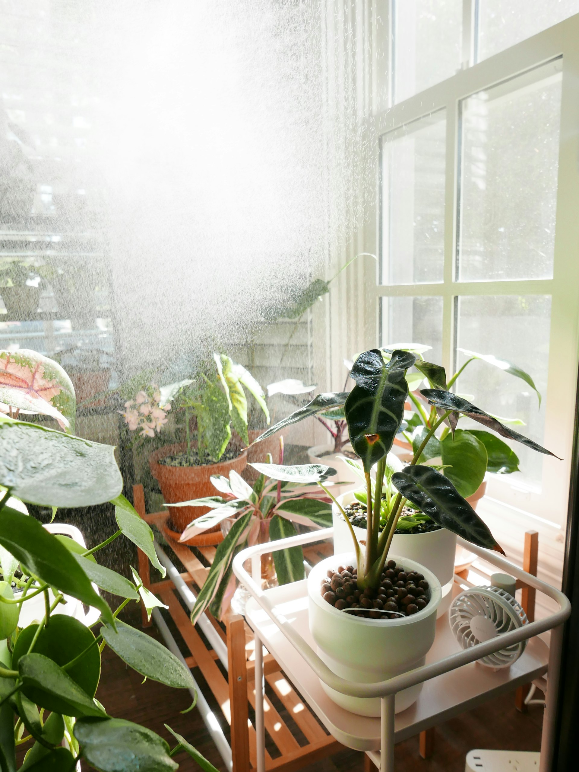 Create the Perfect Indoor Air-Purifying Houseplant Combination for a Healthier Home