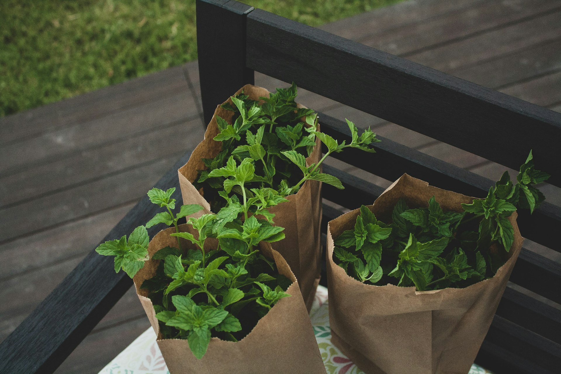 Smart Edible Container Plant Pairings for Beautiful and Productive Patios