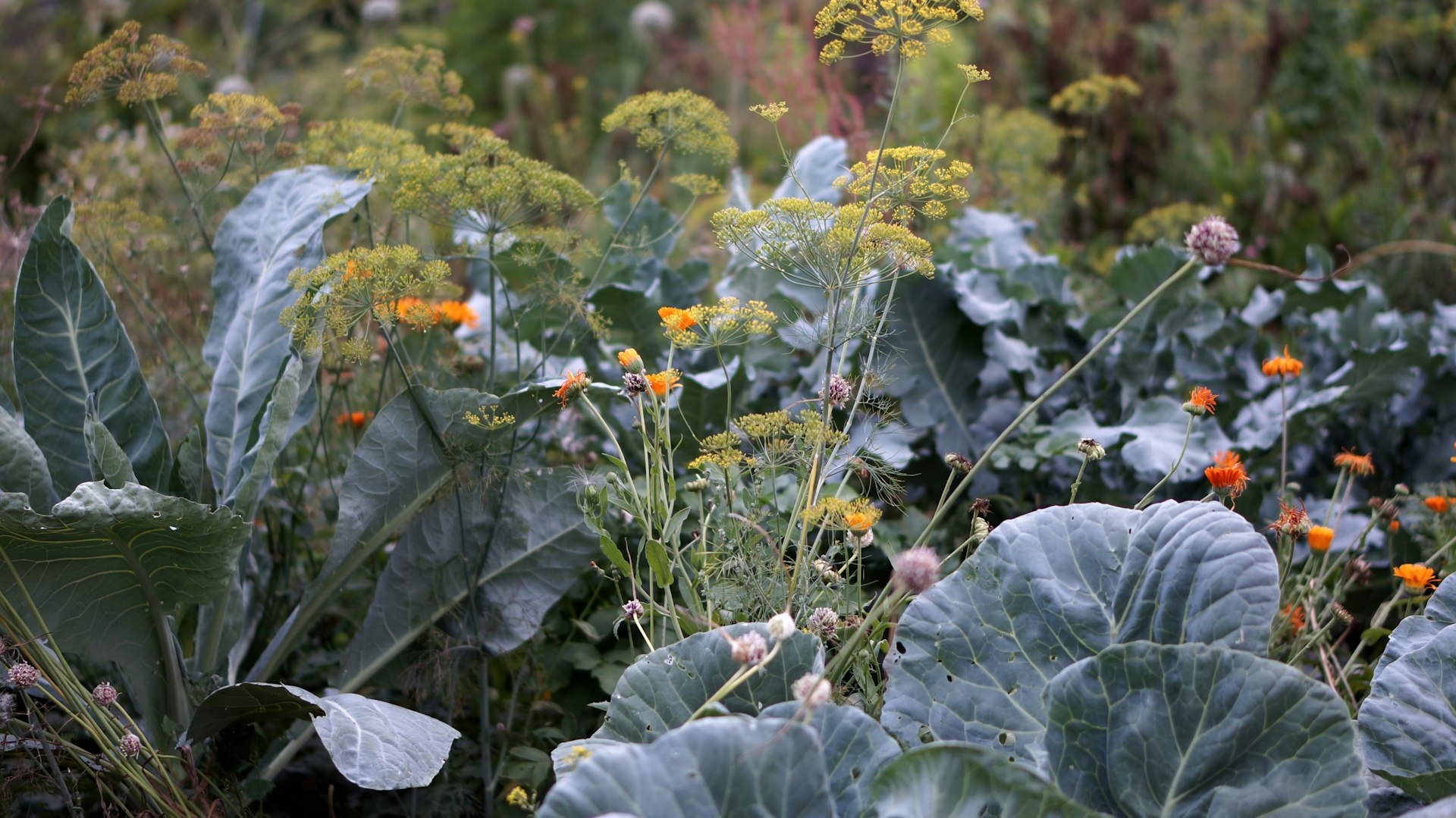 Transform Your Garden: Perennial Edible Vegetable Landscaping for Beauty and Bounty