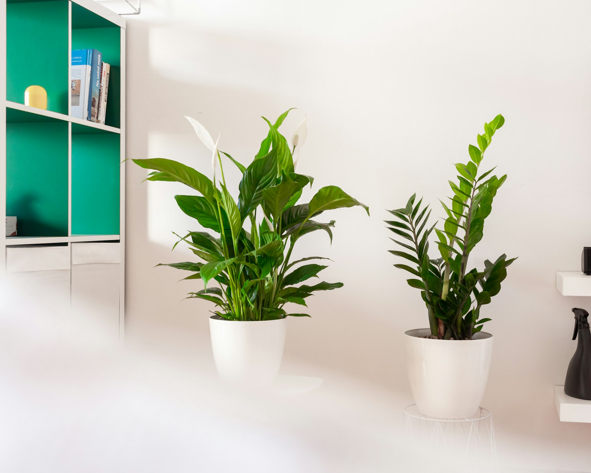 Biophilic Design: Transforming Indoor Spaces with Plant Display Trends for 2025