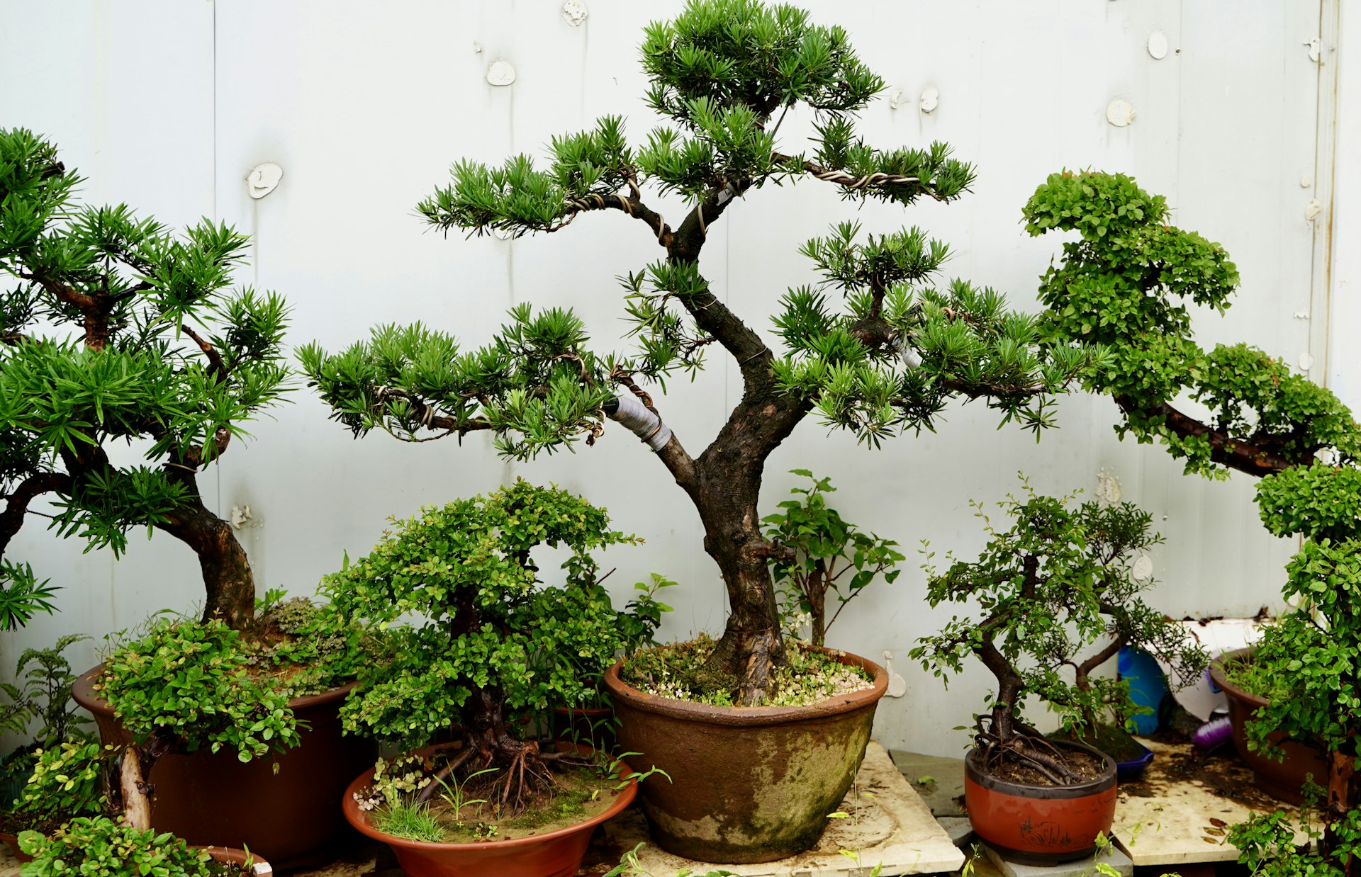 Essential Indoor Bonsai Care: A Beginner's Guide to Thriving Miniature Trees