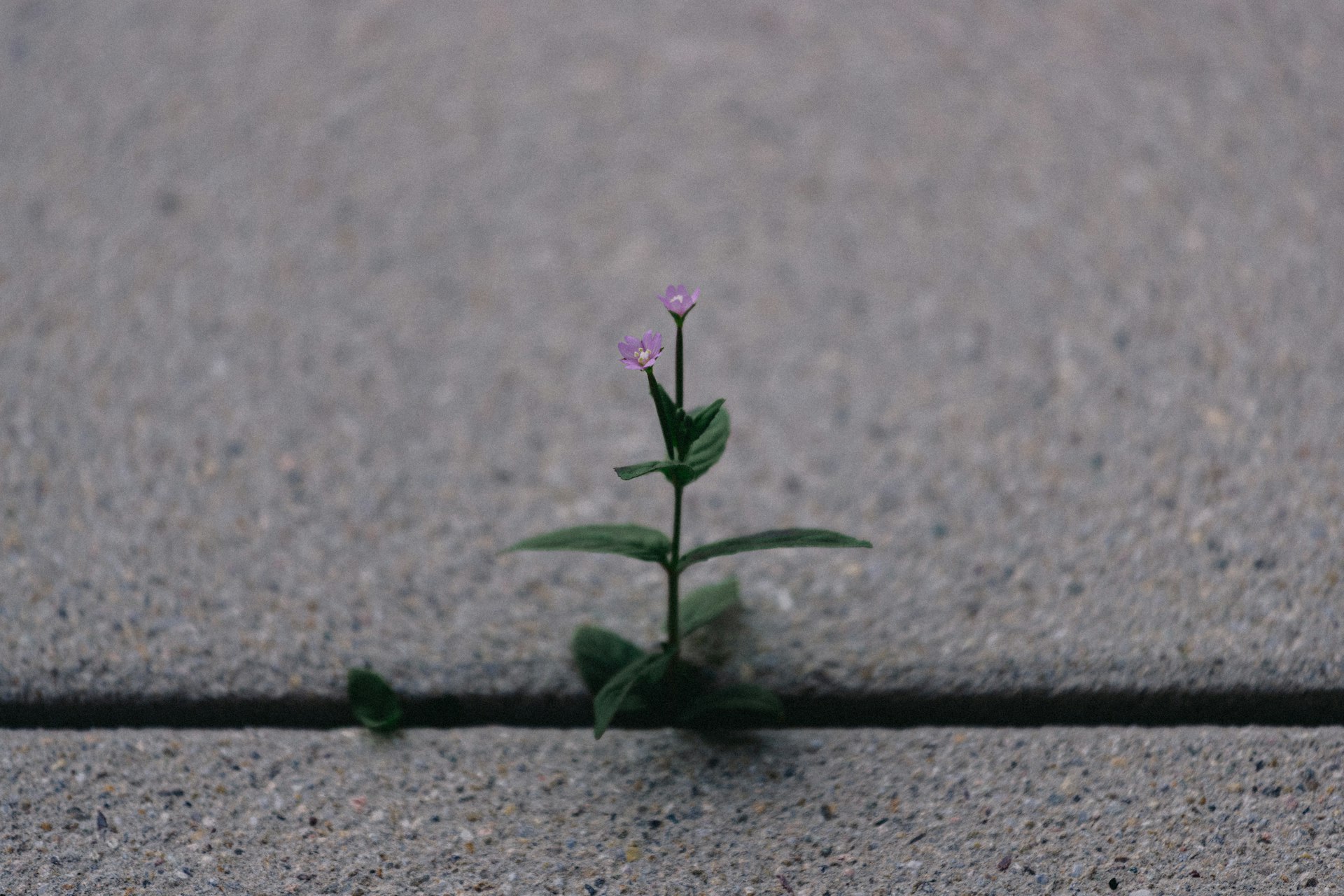 Unlocking a Fulfilling Lifestyle Through Personal Growth: Strategies, Benefits, and Actionable Steps